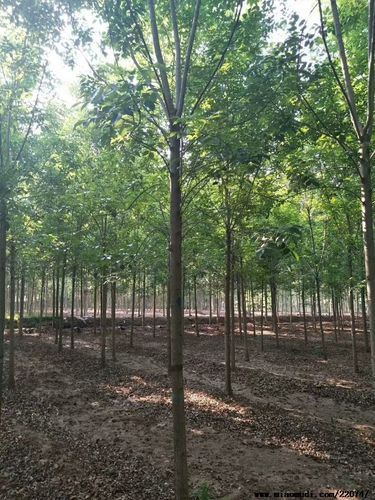 硬白蜡价格(顶级的白蜡多少钱一克)-图2 硬白蜡价格(顶级的白蜡多少钱一克)-图2