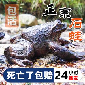包含石蛤的价格的词条-图2 包含石蛤的价格的词条-图2