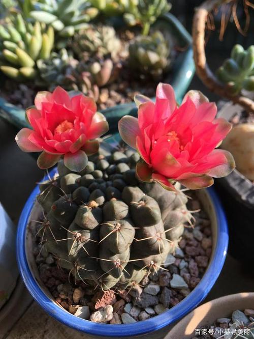 绯花玉的价格(绯花玉多少钱)-图2 绯花玉的价格(绯花玉多少钱)-图2