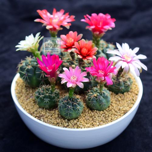 绯花玉的价格（绯花玉多少钱）