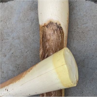 棕树心价格(棕树心图片)-图3 棕树心价格(棕树心图片)-图3