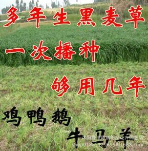 黑牧草价格(黑牧草种子种植说明)-图2 黑牧草价格(黑牧草种子种植说明)-图2