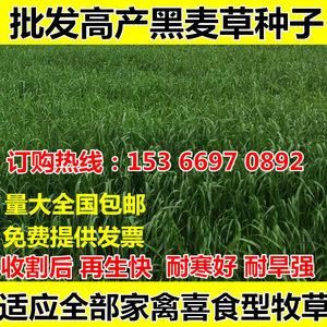 黑牧草价格(黑牧草种子种植说明)-图3 黑牧草价格(黑牧草种子种植说明)-图3