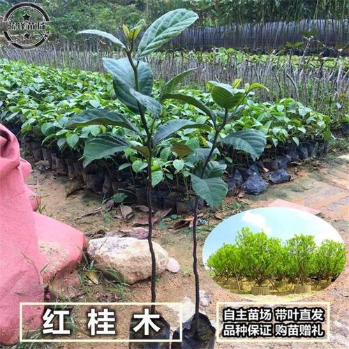 红桂价格（红桂木价格行情）