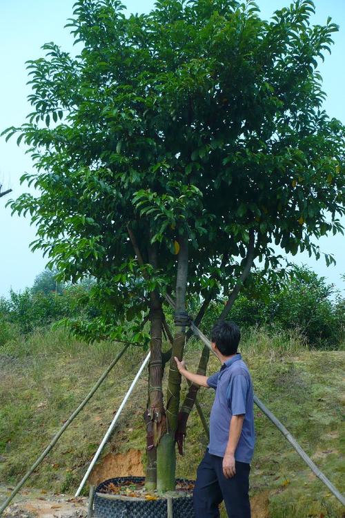 红桂价格(红桂木价格行情)-图2 红桂价格(红桂木价格行情)-图2