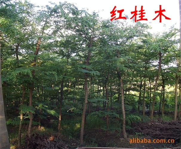 红桂价格(红桂木价格行情)-图3 红桂价格(红桂木价格行情)-图3