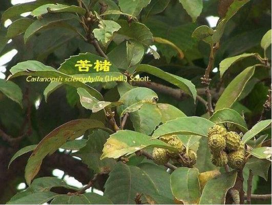 苦槠价格（苦藠的功效与作用禁忌）