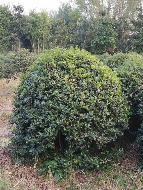 枸骨球价格(枸骨球价钱)-图3 枸骨球价格(枸骨球价钱)-图3