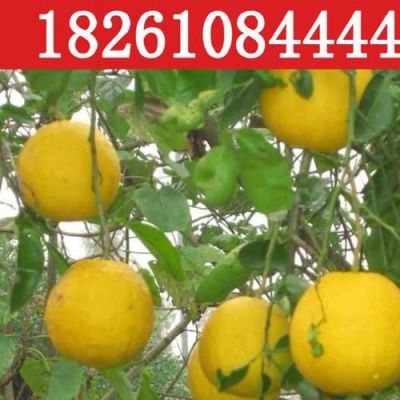 香椽苗价格(香椽是什么功效与作用)-图2 香椽苗价格(香椽是什么功效与作用)-图2