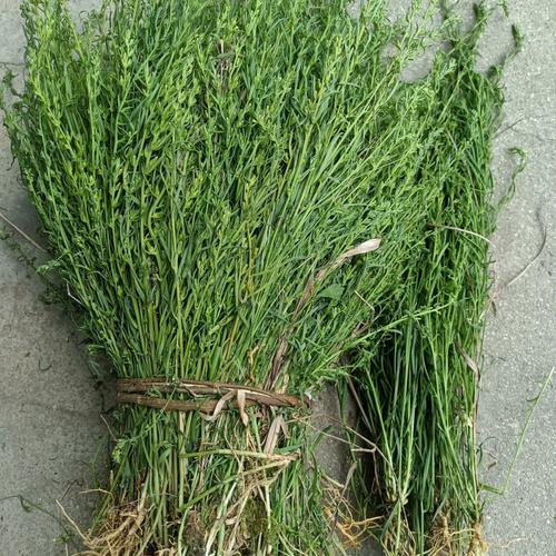 麦黄草价格(麦黄草价格多少钱一斤)-图2 麦黄草价格(麦黄草价格多少钱一斤)-图2