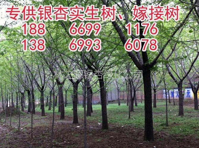 关于银杏鱼价格的信息-图2 关于银杏鱼价格的信息-图2