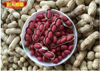 中牟花生价格(中牟花生价格最新行情)-图2 中牟花生价格(中牟花生价格最新行情)-图2