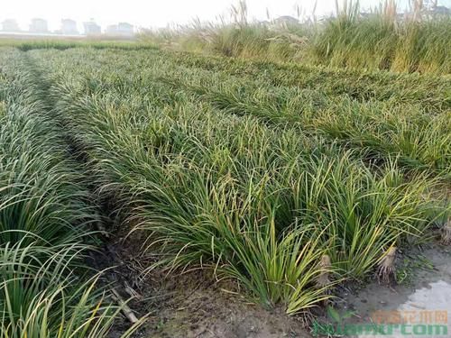 石香蒲价格（石香蒲草价格）