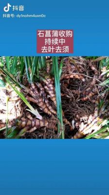 石香蒲价格(石香蒲草价格)-图2 石香蒲价格(石香蒲草价格)-图2