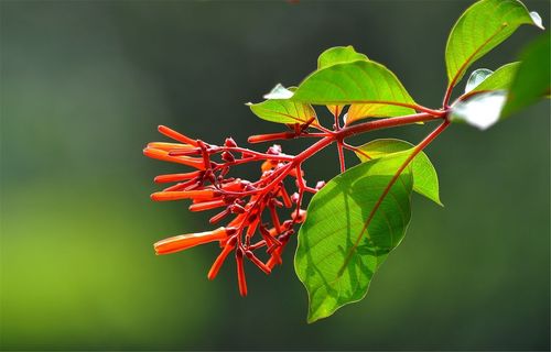 希茉莉价格(希茉莉雌蕊类型)-图2 希茉莉价格(希茉莉雌蕊类型)-图2