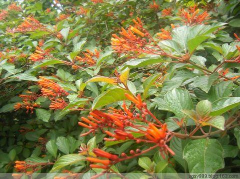 希茉莉价格(希茉莉雌蕊类型)-图1 希茉莉价格(希茉莉雌蕊类型)-图1