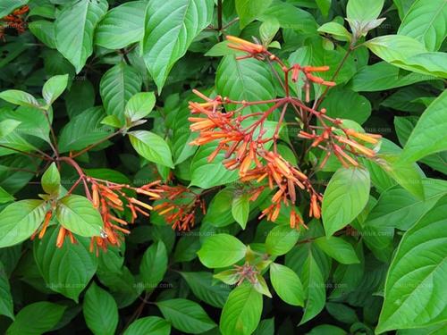 希茉莉价格(希茉莉雌蕊类型)-图3 希茉莉价格(希茉莉雌蕊类型)-图3