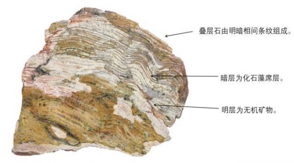 叠层石的价格(叠层石结构构造)-图2 叠层石的价格(叠层石结构构造)-图2