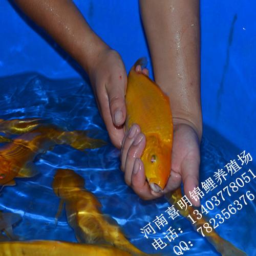 黄鲤价格(黄鲤能卖多少钱)-图2 黄鲤价格(黄鲤能卖多少钱)-图2