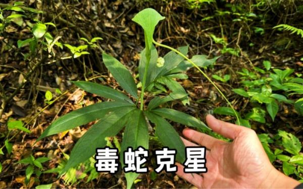 蛇包谷价格(蛇包谷有什么功效)-图1 蛇包谷价格(蛇包谷有什么功效)-图1