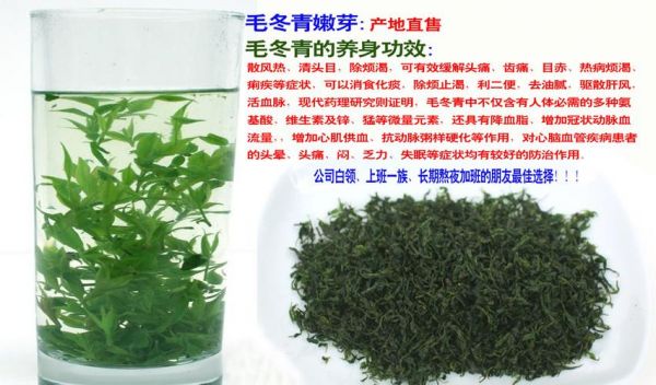 毛冬青茶叶价格（毛冬青茶的功效与作用保质期）