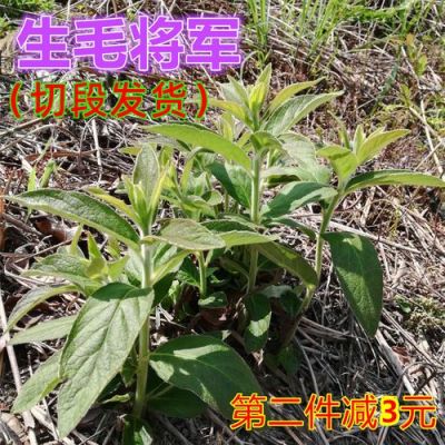 过饥草价格(过饥草哪里有卖)-图3 过饥草价格(过饥草哪里有卖)-图3