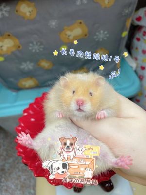肉桂熊价格(肉桂熊为什么这么贵)-图2 肉桂熊价格(肉桂熊为什么这么贵)-图2