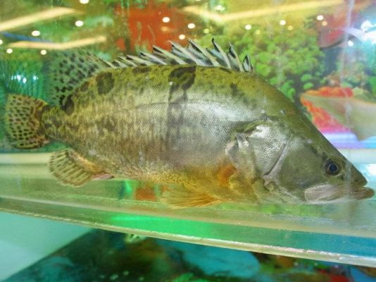 三花一岛鱼价格(三花一岛鱼图片)-图3 三花一岛鱼价格(三花一岛鱼图片)-图3