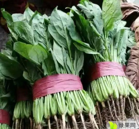 河北永年今日菠菜价格（永年菠菜价格最新行情）
