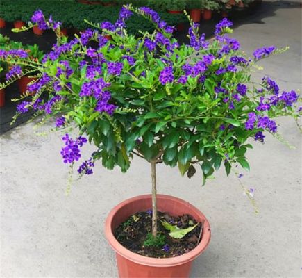 金露桐价格(金露花的养殖方法)-图3 金露桐价格(金露花的养殖方法)-图3