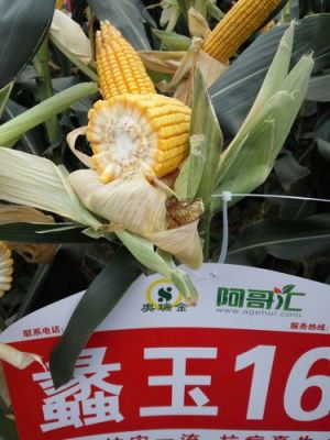 蠡玉16价格(蠡玉178价格)-图2 蠡玉16价格(蠡玉178价格)-图2