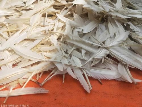 干鸭毛价格(干鸭毛价格最新行情)-图2 干鸭毛价格(干鸭毛价格最新行情)-图2