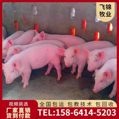 哈尔滨猪仔价格（哈尔滨猪崽子价格表）