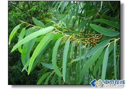 细叶桉价格（细叶桉花期）