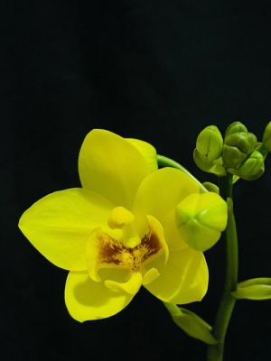 苞舌兰价格(苞舌兰花语)-图1 苞舌兰价格(苞舌兰花语)-图1
