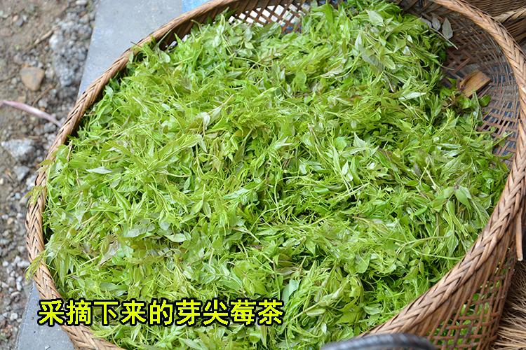 傩公藤价格(傩公藤茶的功效)-图2 傩公藤价格(傩公藤茶的功效)-图2