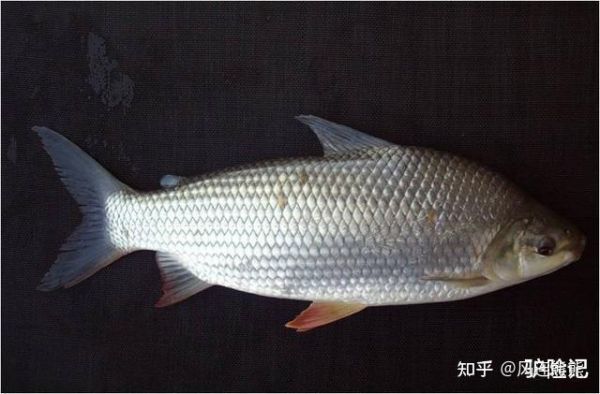 巴西鲷价格(巴西鲷市场价多少钱)-图2 巴西鲷价格(巴西鲷市场价多少钱)-图2