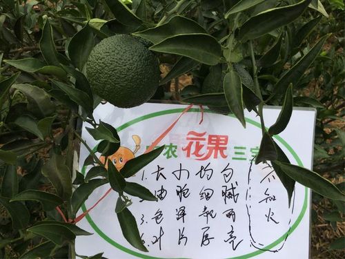 中农花果三宝的价格(中农花果三宝使用方法)-图3 中农花果三宝的价格(中农花果三宝使用方法)-图3