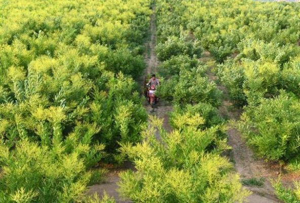 双季槐米价格（双季槐米发展前景）