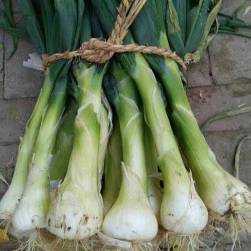 大头葱价格（大头葱是什么）