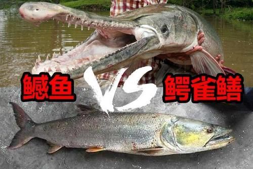 斑雀鳝价格(斑雀鳝和鳄雀鳝)-图2 斑雀鳝价格(斑雀鳝和鳄雀鳝)-图2
