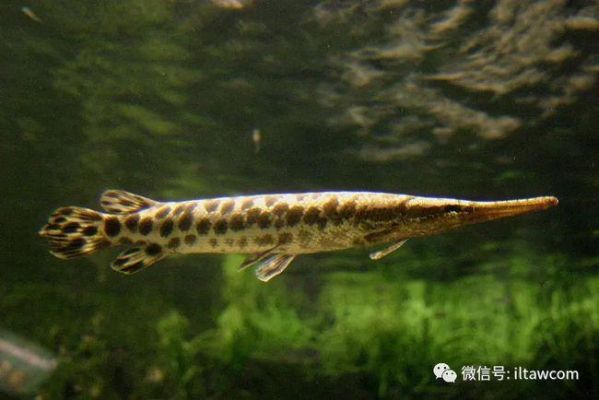 斑雀鳝价格(斑雀鳝和鳄雀鳝)-图3 斑雀鳝价格(斑雀鳝和鳄雀鳝)-图3
