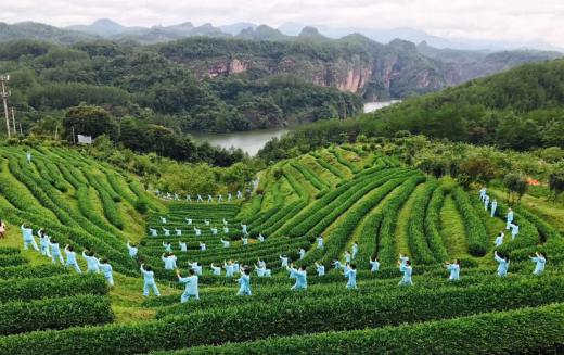 山东浮来青茶叶价格(浮来青茶养生康养旅游基地)-图2 山东浮来青茶叶价格(浮来青茶养生康养旅游基地)-图2