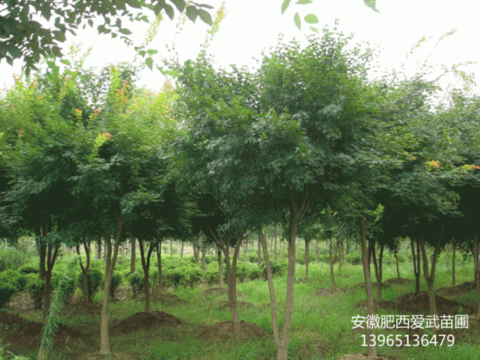 青枫树的价格(30公分青枫树价格)-图2 青枫树的价格(30公分青枫树价格)-图2