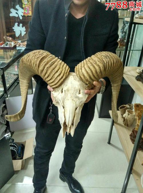 翔羊角的价格（翔羊角怎么吃）