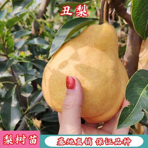 丑梨苗价格(丑梨苗木)-图2 丑梨苗价格(丑梨苗木)-图2