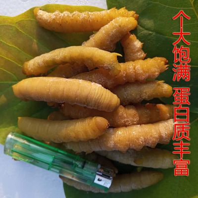 2017豆虫价格(豆虫价值)-图3 2017豆虫价格(豆虫价值)-图3