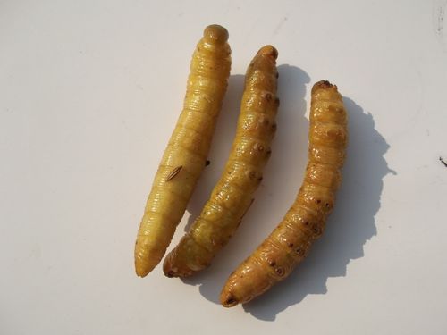 2017豆虫价格(豆虫价值)-图2 2017豆虫价格(豆虫价值)-图2