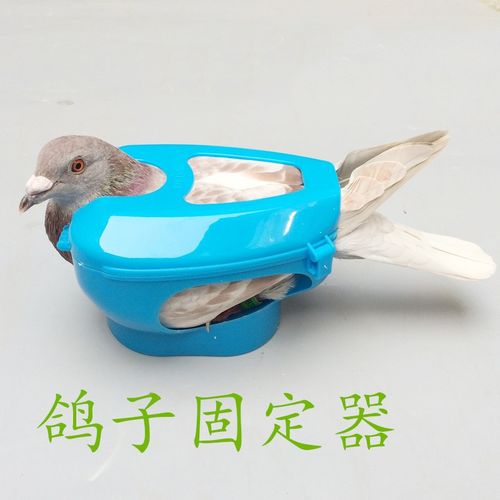 鸽具图片大全价格(鸽具大全批发市场)-图2 鸽具图片大全价格(鸽具大全批发市场)-图2