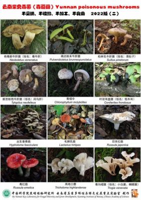 菌手青价格(菌手青可以生吃吗)-图2 菌手青价格(菌手青可以生吃吗)-图2